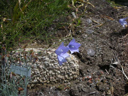 Wahlenbergia blooms